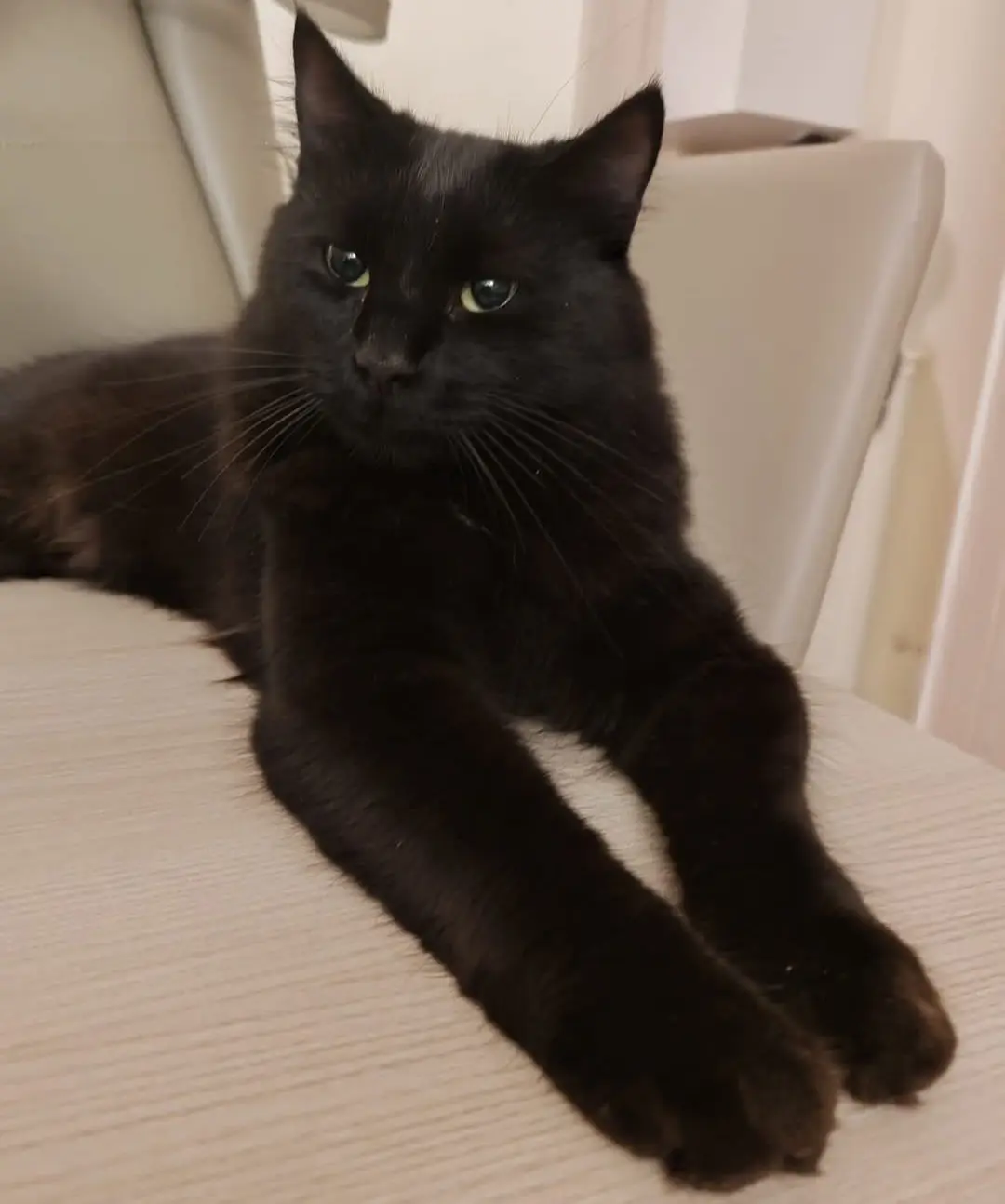 gatto lost   09070 Santeru/San Vero Milis Balu`